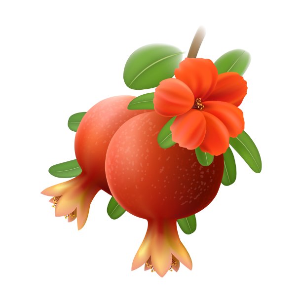 枝上的石榴图片下载