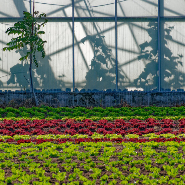 种植沙拉植物的温室图片下载
