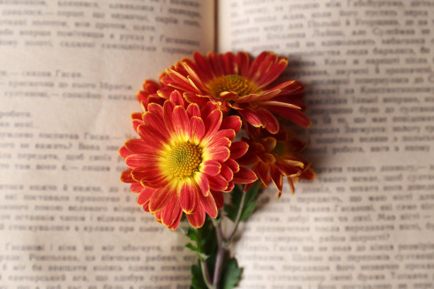 书以菊花为书签，俯视图图片下载