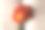 书以菊花为书签，俯视图图片下载