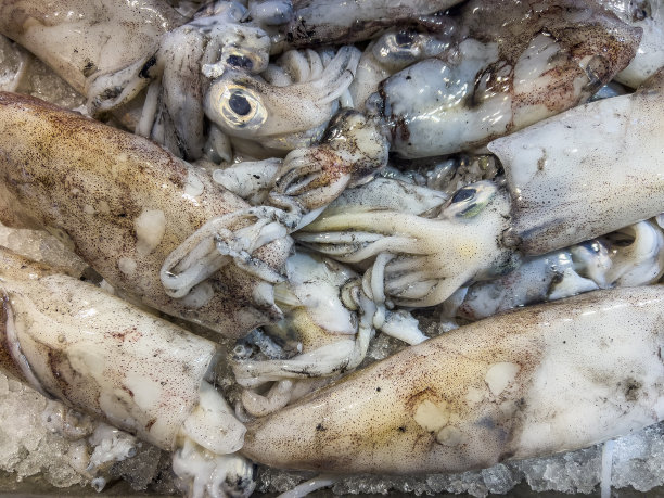 墨迹斑斑的鱿鱼，俯视图图片下载