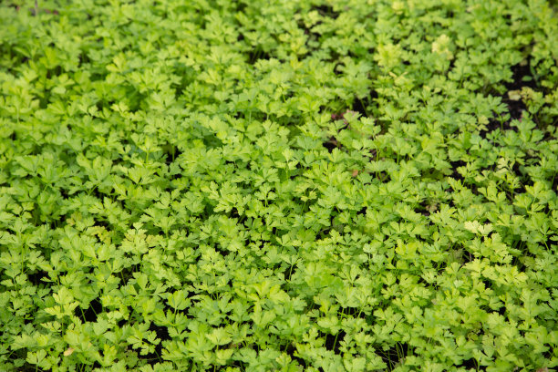 花园里的新鲜欧芹图片下载