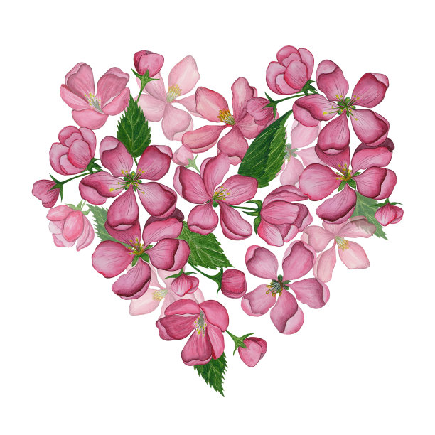 开花的苹果树，樱花。花的心。粉红色，水彩苹果或樱花图片下载