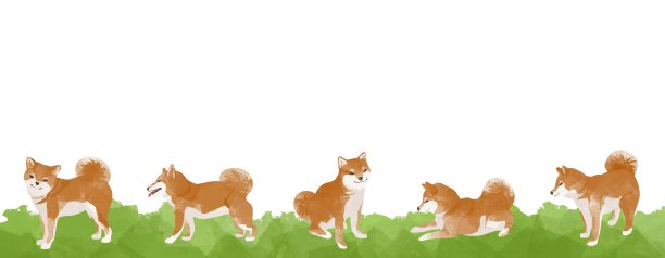 可爱的柴犬在草地上排成一行的背景材料。图片下载