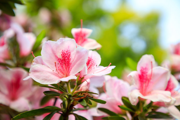 盛开的鲜花图片下载