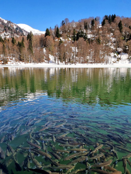 淡水湖中的鱼群和倒影图片下载