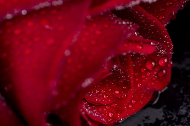 一朵花蕾被水珠完全覆盖的红玫瑰图片下载