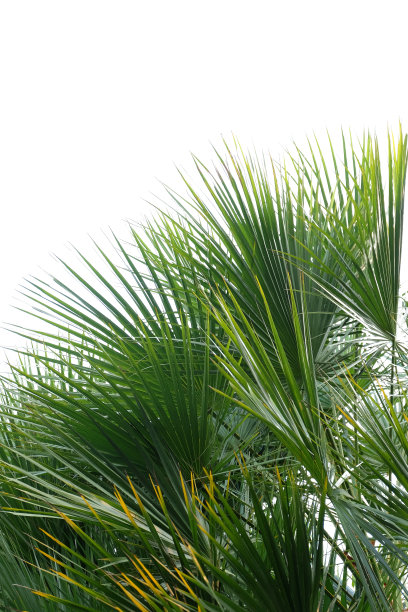 孤立于白色上的棕榈树图片下载