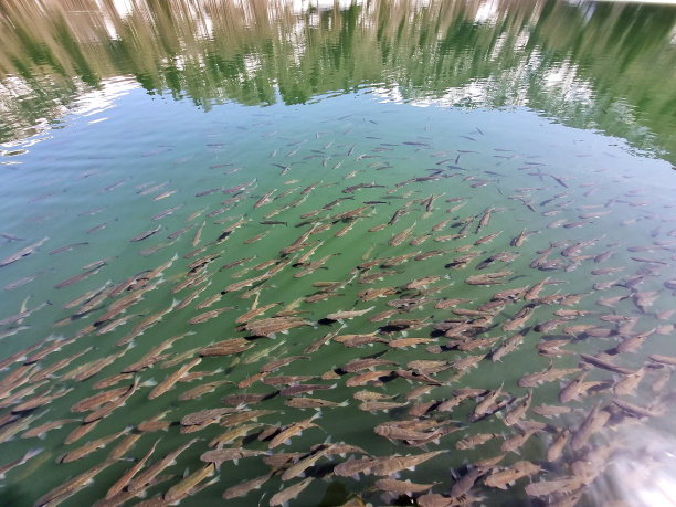 淡水湖中的鱼群和倒影图片下载