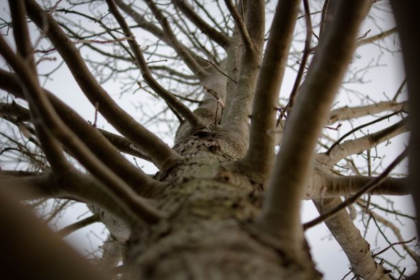 低角度拍摄的无叶树干与茂密的树枝。图片下载
