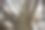 低角度拍摄的无叶树干与茂密的树枝。图片下载