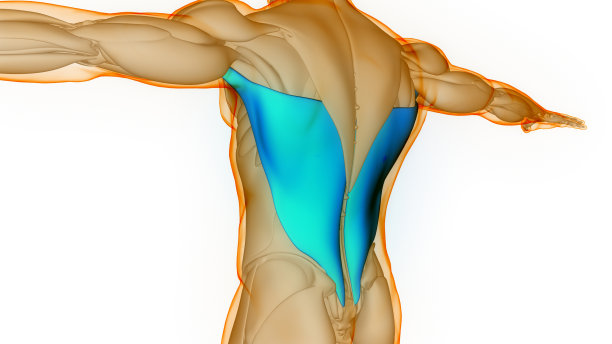 人体肌肉系统躯干肌肉背阔肌解剖图片下载