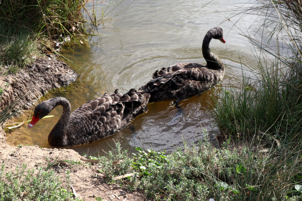 黑天鹅(Cygnus atratus)在凉爽的水中游泳:(图片来源:Sanjiv Shukla)图片下载