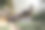 黑天鹅(Cygnus atratus)在凉爽的水中游泳:(图片来源:Sanjiv Shukla)图片下载