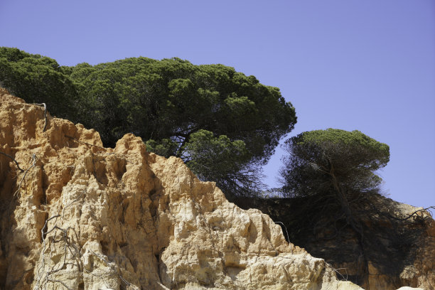 大西洋海滩上的树木，底部是沙质岩石图片下载