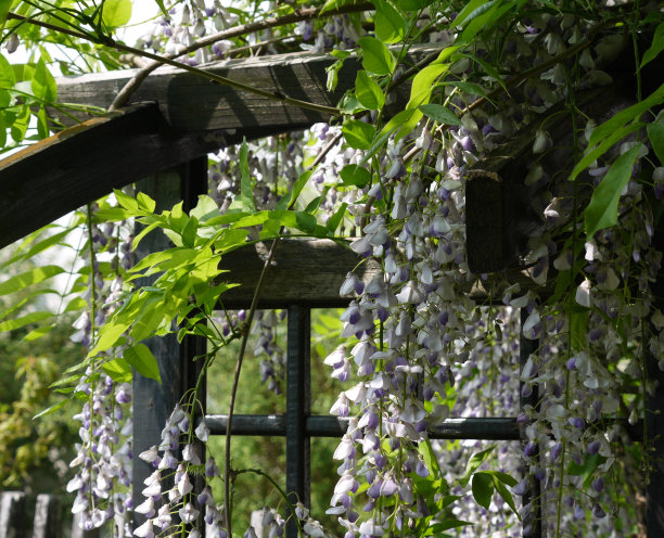 紫藤花闭合图片下载