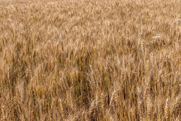 夏季成熟的小麦图片下载