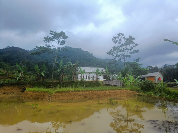 稻田和房子，背景是树木和天空。图片下载