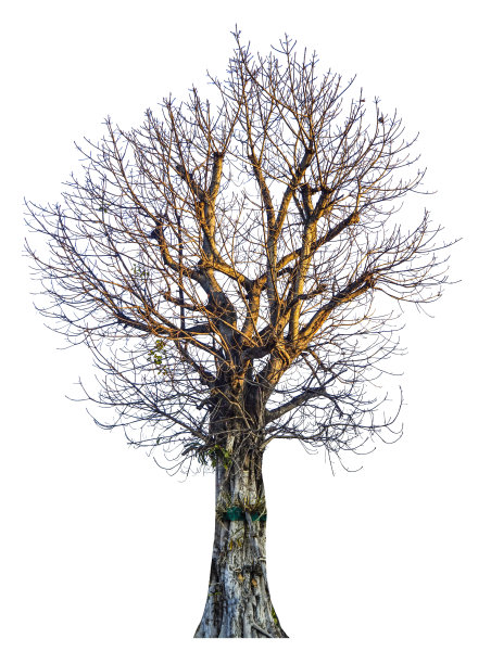 白色背景上孤立的树木，热带树木孤立用于设计，广告和建筑，带有剪辑路径图片下载