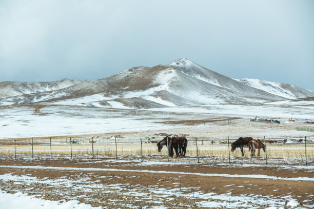 蒙古中部冬季景观中的家马图片下载