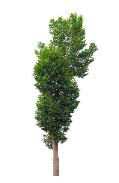 美观的树，适合在设计工作中使用。图片下载