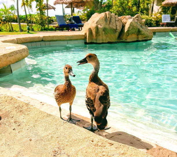 一对加勒比鸭子准备在游泳池游泳图片下载