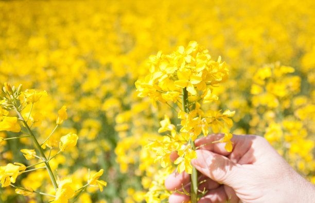黄色的芥末花在种植者的手掌上。种植生产芥菜的作物。图片下载