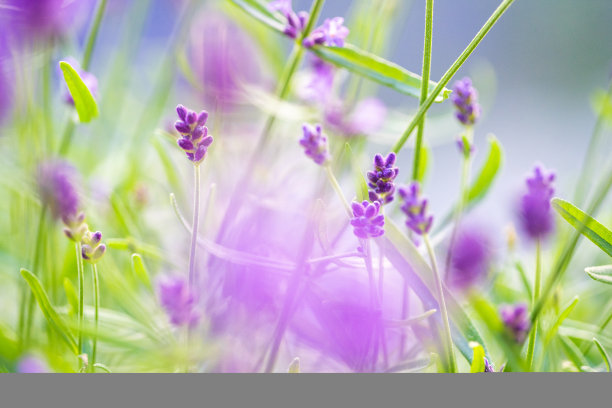 阳光下盛开的薰衣草微距镜头。图片下载