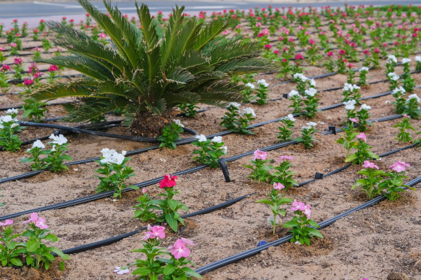 城市街道花坛上带有自动洒水装置的灌溉喷雾系统软管。在干旱干燥气候的炎热中东国家浇水、保湿、洒花的过程图片下载