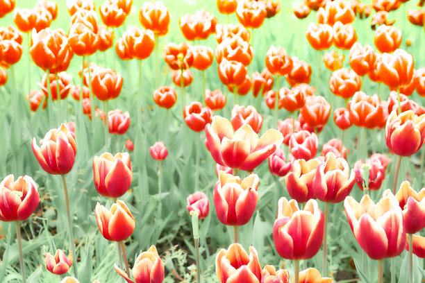 精致的地毯图片的红色和郁金香在公园，种植园图片下载