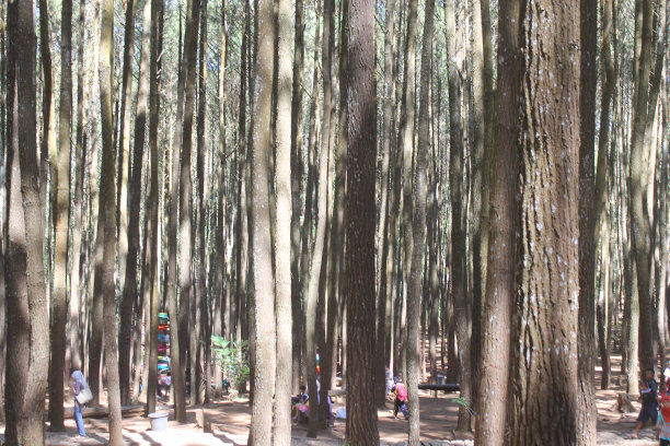 森林里的大树图片下载