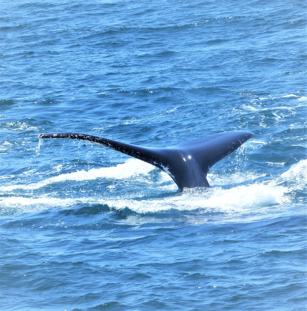 鲸鱼侥幸图片下载