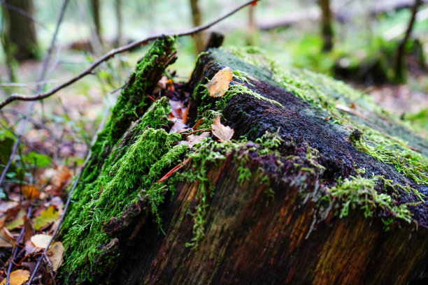 苔藓覆盖的树桩特写图片下载