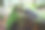 苔藓覆盖的树桩特写图片下载