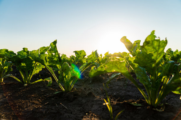 近距离播种甜菜植株。阳光下的夜晚，黑土上生长着绿色的甜菜幼苗。甜菜农业。选择聚焦浅景深图片下载