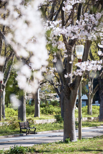 宇坪公园的樱花图片下载