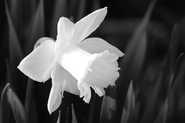一朵白色的花开在一片草地上，向外望着地面图片下载