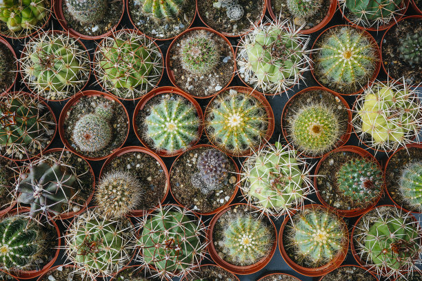 直接选择上面的小仙人掌植物图片下载