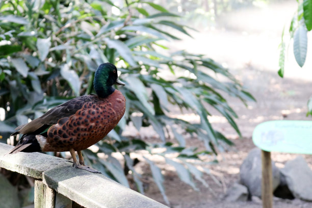 雄板栗鸭(Anas castanea)坐在栏杆上:(图片来源:Sanjiv Shukla)图片下载