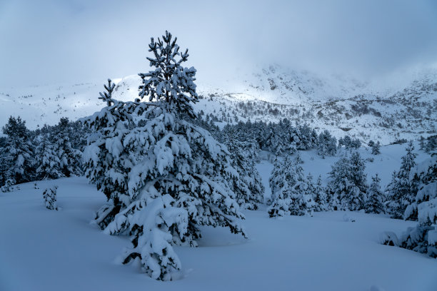 冬天在西班牙北部Riaño和Mampodre山脉的松树林中下雪。欧洲的山峰。图片下载
