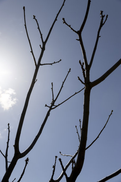 早春阳光明媚的满洲核桃树图片下载