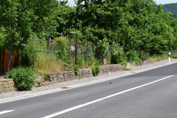 路边的植物图片下载