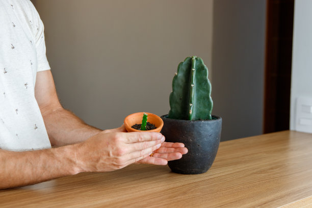 一名男子双手种植无刺仙人掌的细节图片下载