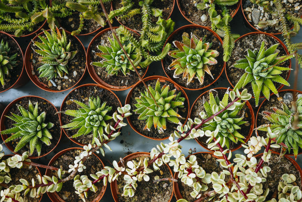 直接选择上面的小仙人掌植物图片下载