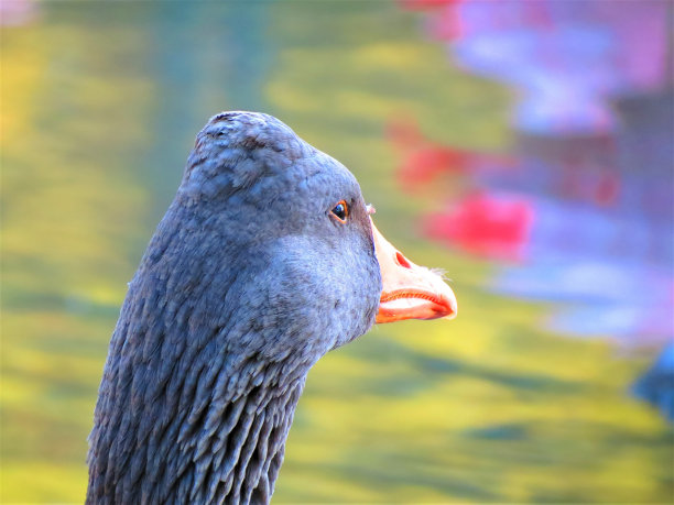 古鹅的肖像。图片下载