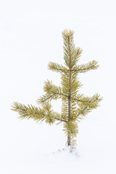 雪中的小松树图片下载