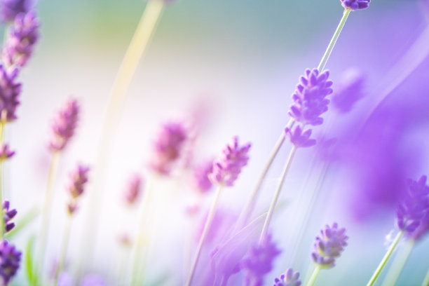 浅景深的盛开薰衣草丛特写。图片下载