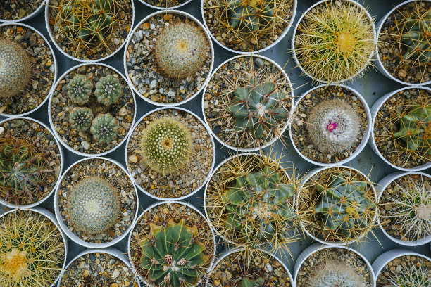 直接选择上面的小仙人掌植物图片下载