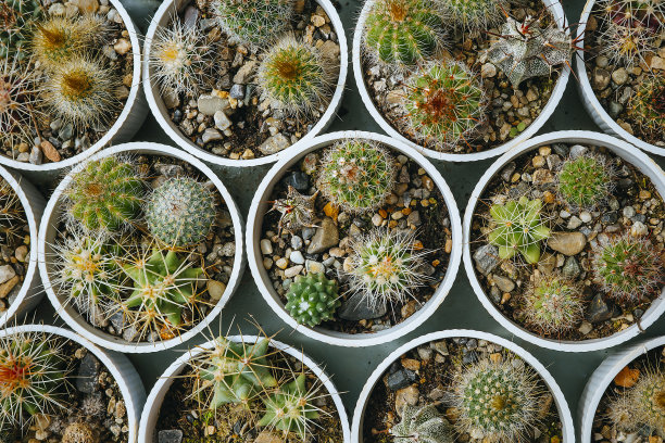 直接选择上面的小仙人掌植物图片下载