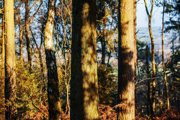 希思兰沼泽国家公园森林利奇山伯明翰西米德兰兹伍斯特郡英格兰英国图片下载